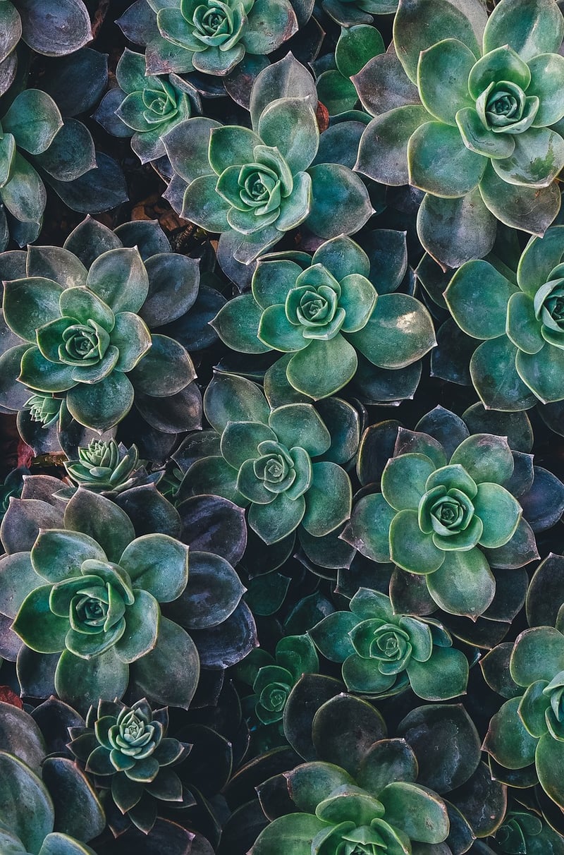 Succulent Tin Can Planters